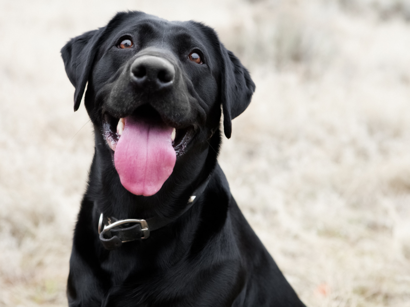 10 Modi Sorprendenti per Migliorare la Vita del Tuo Cane 10 Modi Sorprendenti per Migliorare la Vita del Tuo Cane